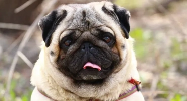 Кучето изсумтя, сякаш се задушава и се задушава